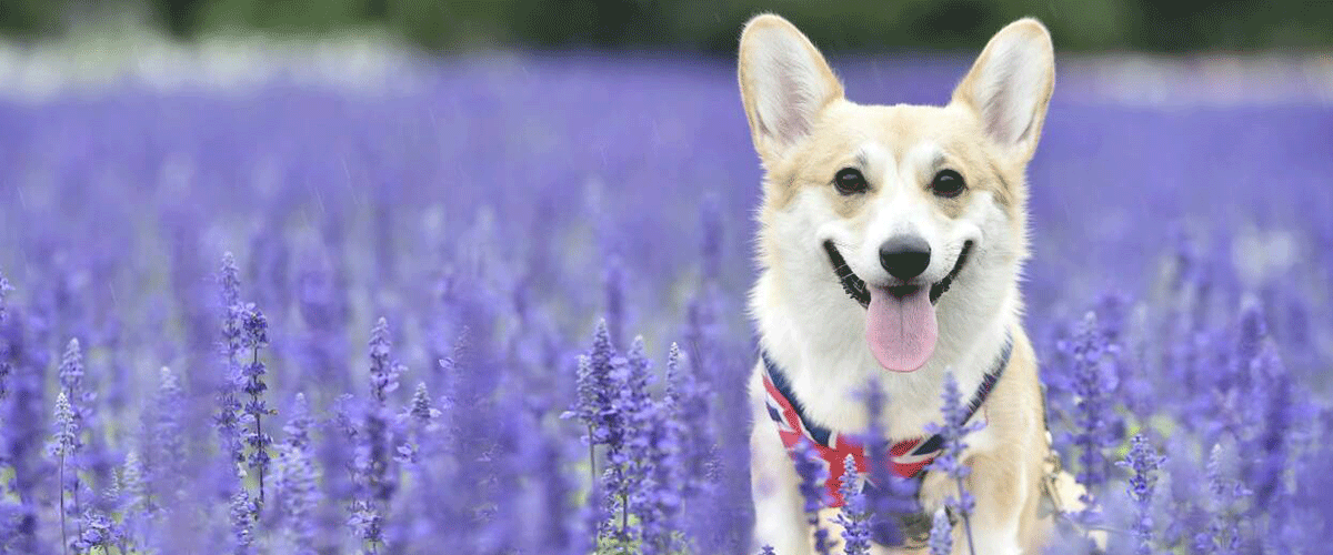 ルアン メディカルアロマテラピー(Pet)